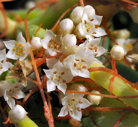 Detailed Picture 2 of Saltmarsh Dodder