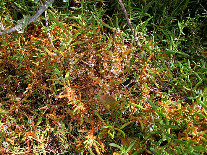 Detailed Picture 4 of Saltmarsh Dodder