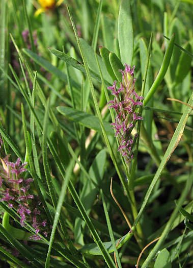 Detailed Picture 7 of Salt Grass