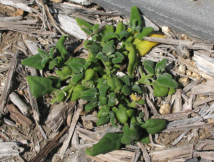 Detailed Picture 5 of New Zealand Spinach