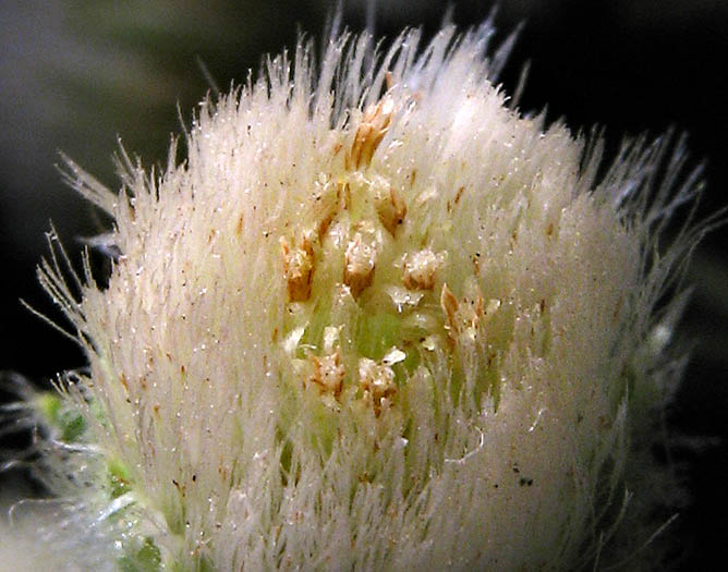 Detailed Picture 1 of Coulter's Horseweed