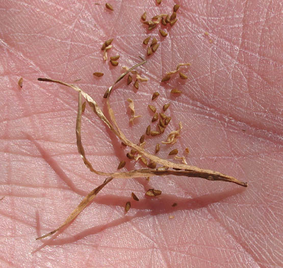 Detailed Picture 6 of Mustard Evening Primrose