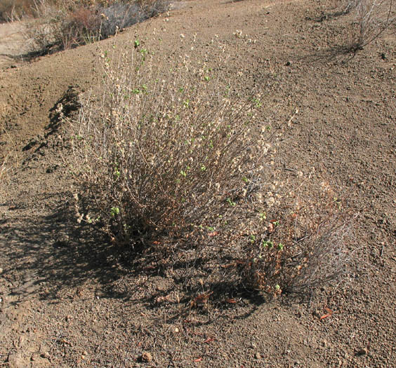 Detailed Picture 3 of California Brickellbush