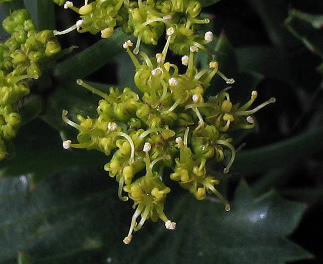 Detailed Picture 2 of Shiny Lomatium