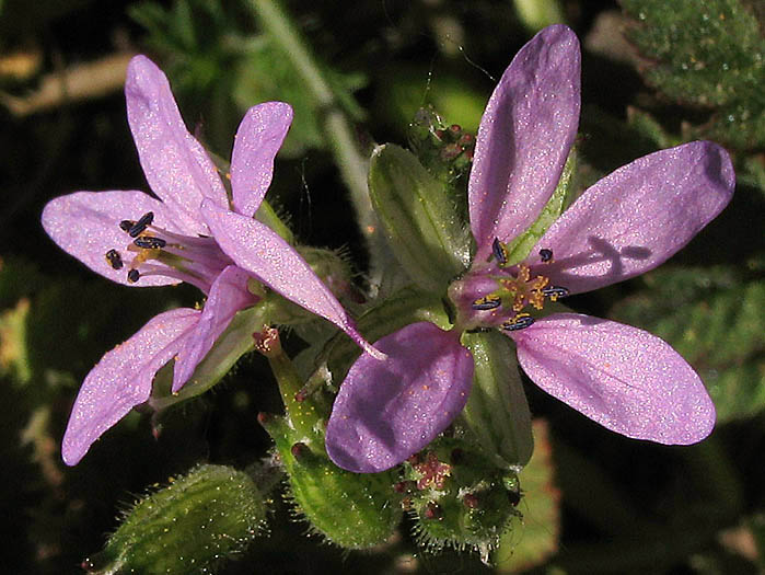 Detailed Picture 2 of White-stem Filaree