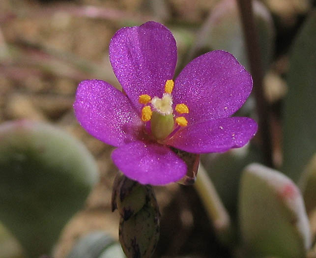 Detailed Picture 1 of Seaside Calandrinia