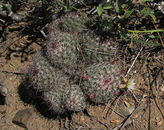 Detailed Picture 6 of California Fishhook Cactus
