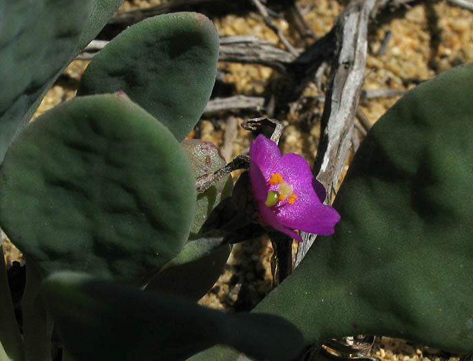 Detailed Picture 2 of Seaside Calandrinia