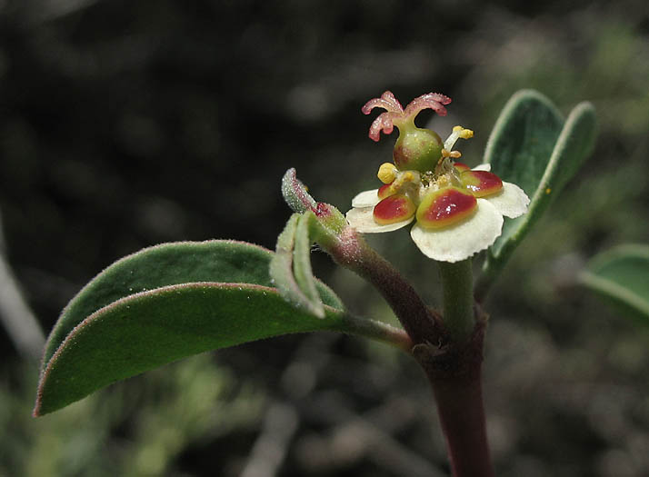 Detailed Picture 4 of Cliff Spurge