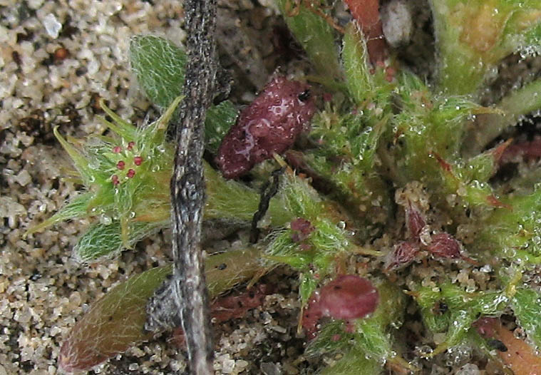 Detailed Picture 2 of Orcutt's Spineflower