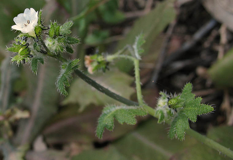 Detailed Picture 2 of White Fiesta Flower