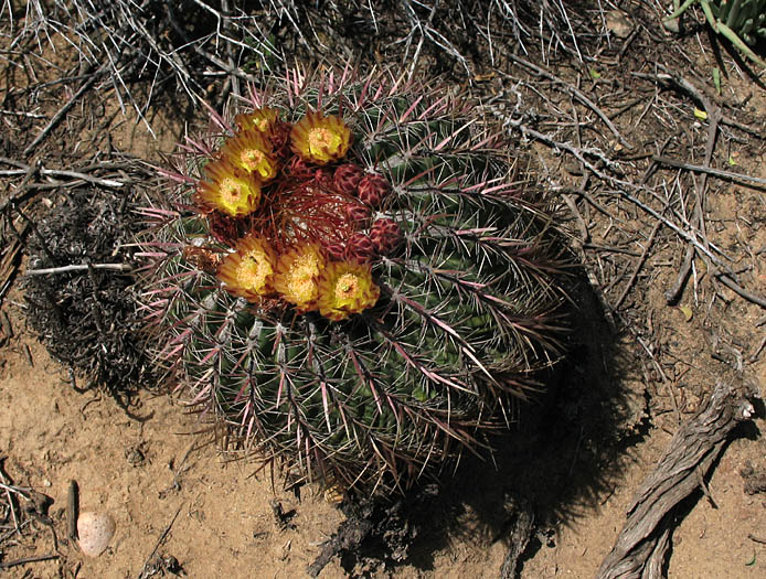 Detailed Picture 3 of San Diego Barrel Cactus