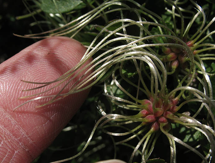 Detailed Picture 4 of Ropevine Clematis