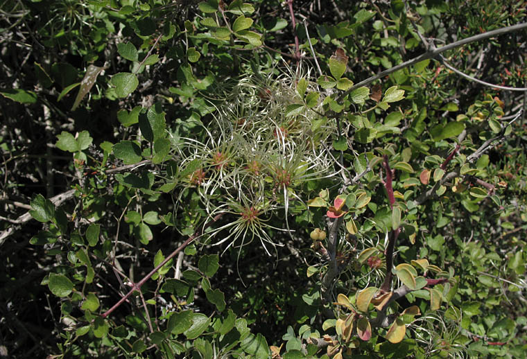 Detailed Picture 3 of Ropevine Clematis