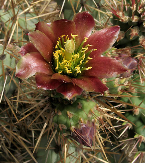 Detailed Picture 2 of Coast Cholla