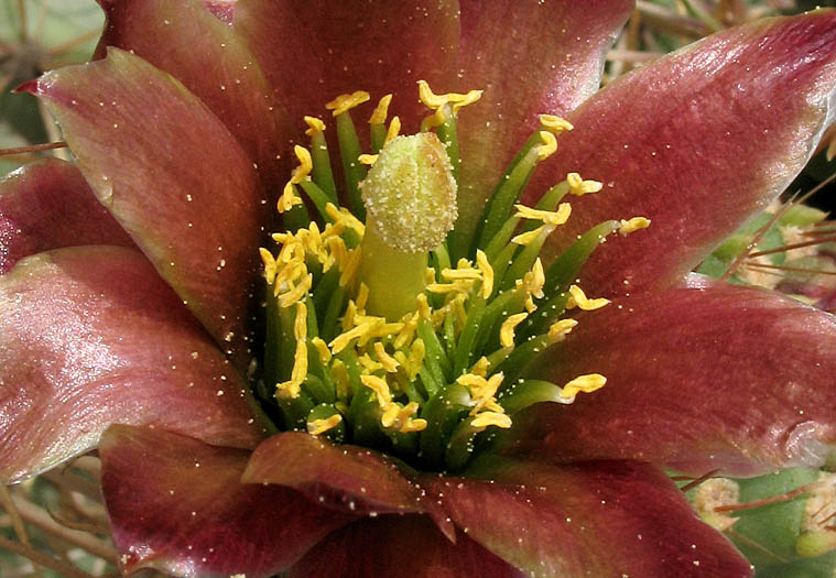 Detailed Picture 1 of Coast Cholla