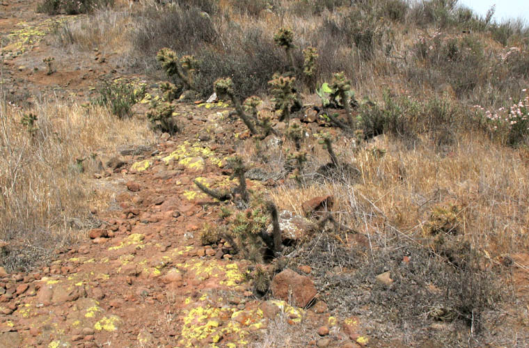 Detailed Picture 5 of Coast Cholla