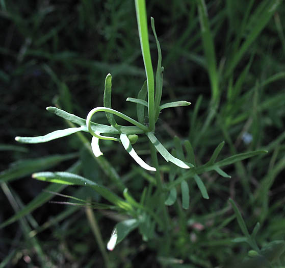 Detailed Picture 4 of Wind Poppy