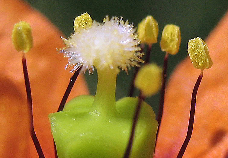 Detailed Picture 2 of Wind Poppy