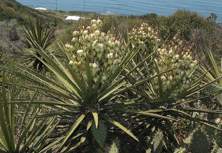 Detailed Picture 2 of Mojave Yucca