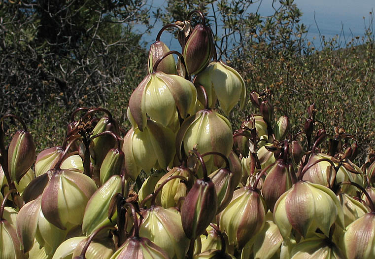 Detailed Picture 1 of Mojave Yucca