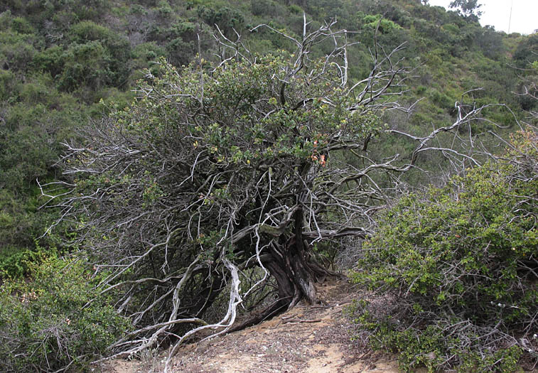 Detailed Picture 5 of Wart-Stemmed Ceanothus