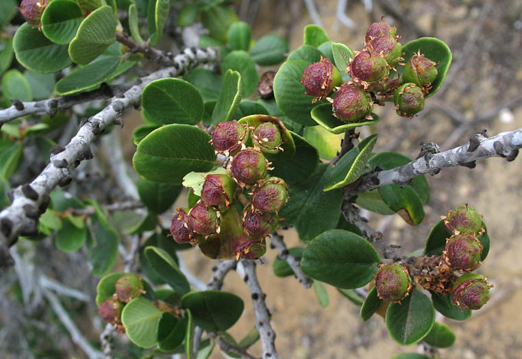 Detailed Picture 4 of Wart-Stemmed Ceanothus