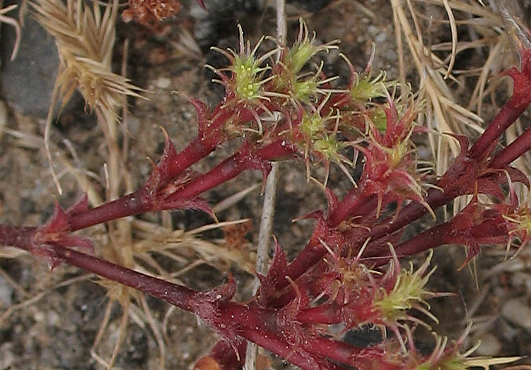 Detailed Picture 3 of Leather Spineflower
