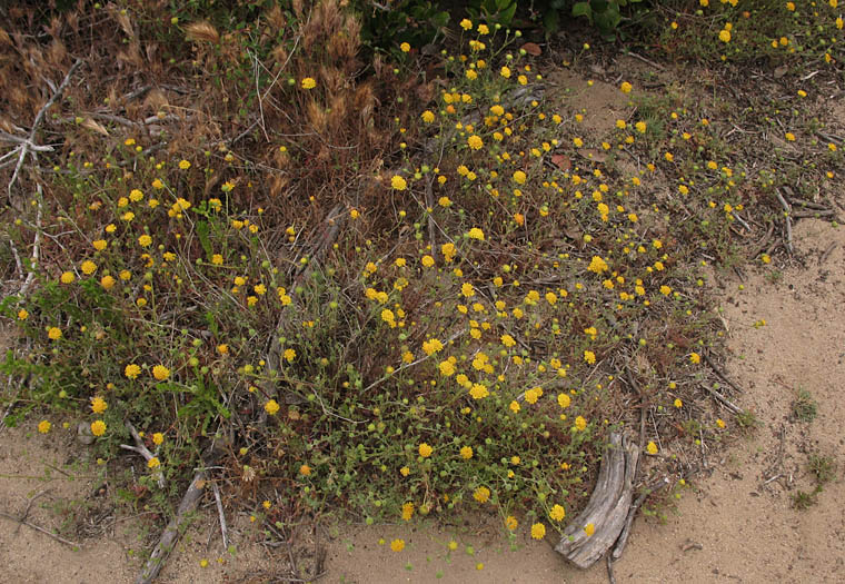 Detailed Picture 6 of Orcutt's Pincushion