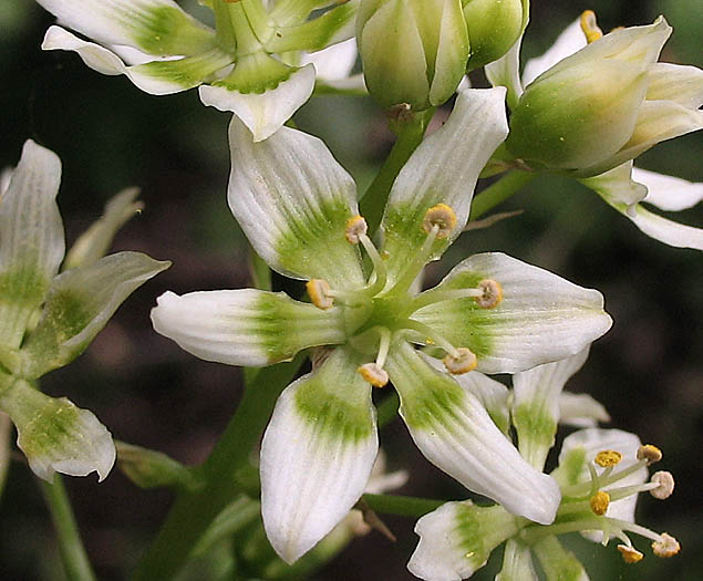 Detailed Picture 1 of Star-lily