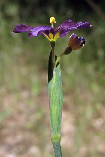 Detailed Picture 4 of Blue-eyed Grass