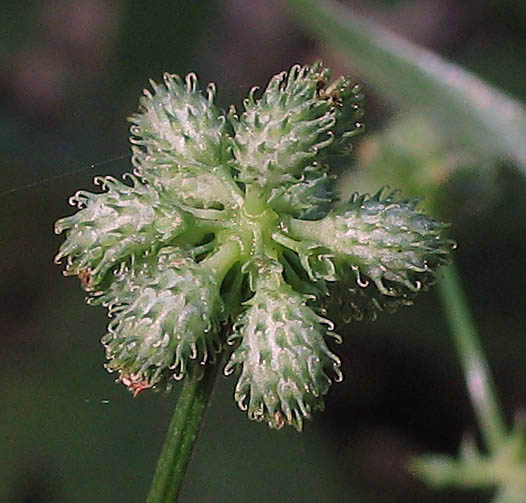 Detailed Picture 7 of Pacific Sanicle