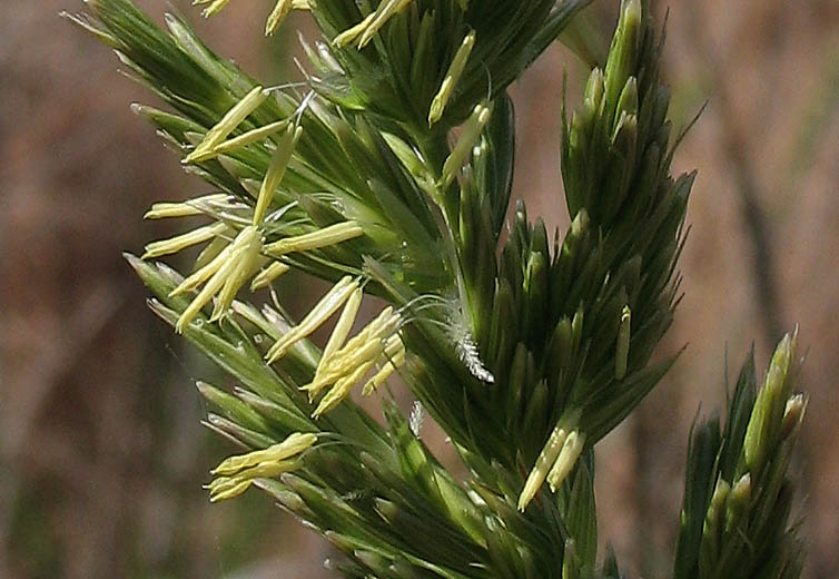 Detailed Picture 1 of Giant Wild Rye