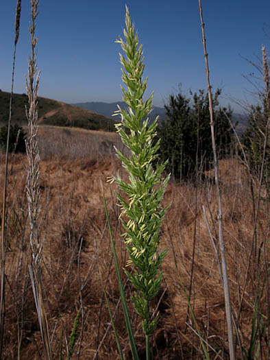 Detailed Picture 3 of Giant Wild Rye