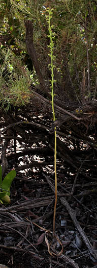 Detailed Picture 4 of Alaskan Rein Orchid