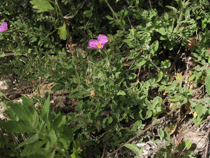 Detailed Picture 5 of Pink Rockrose