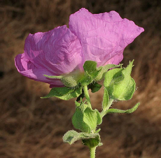 Detailed Picture 3 of Pink Rockrose