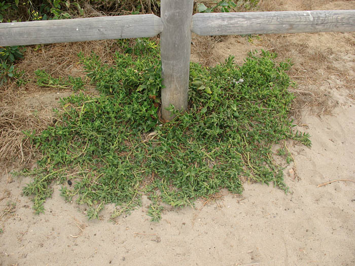 Detailed Picture 6 of New Zealand Spinach