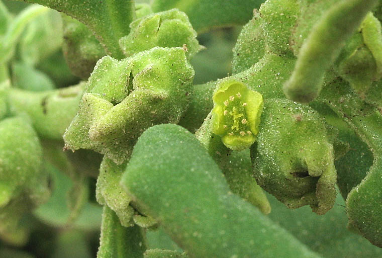 Detailed Picture 2 of New Zealand Spinach