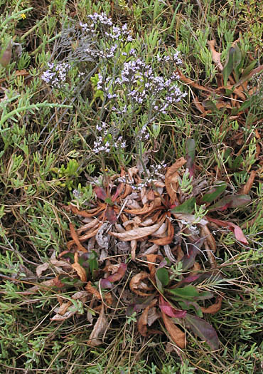 Detailed Picture 7 of Western Marsh-rosemary