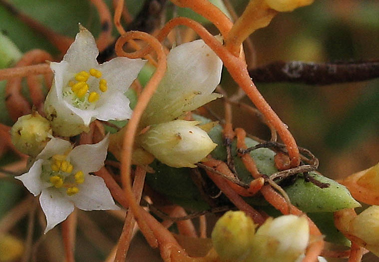 Detailed Picture 1 of Saltmarsh Dodder