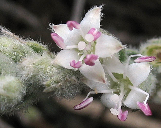 Detailed Picture 1 of Alkali Weed