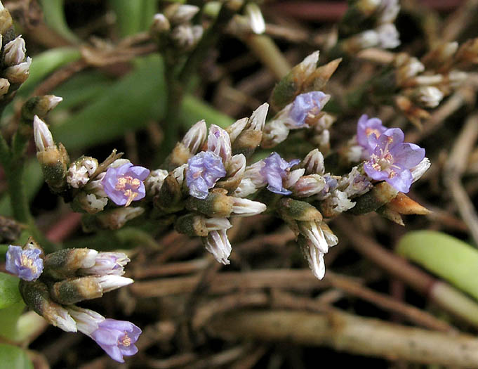 Detailed Picture 5 of Western Marsh-rosemary