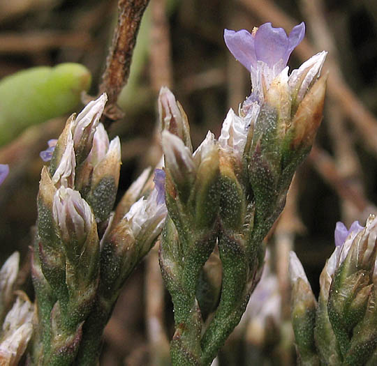 Detailed Picture 4 of Western Marsh-rosemary