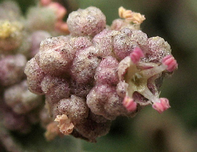 Detailed Picture 2 of Watson's Saltbush