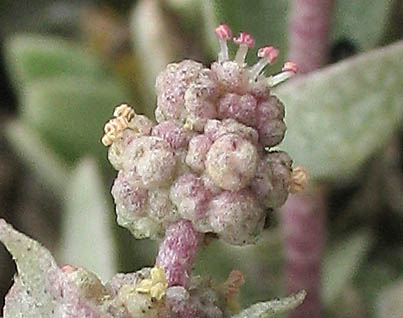 Detailed Picture 1 of Watson's Saltbush