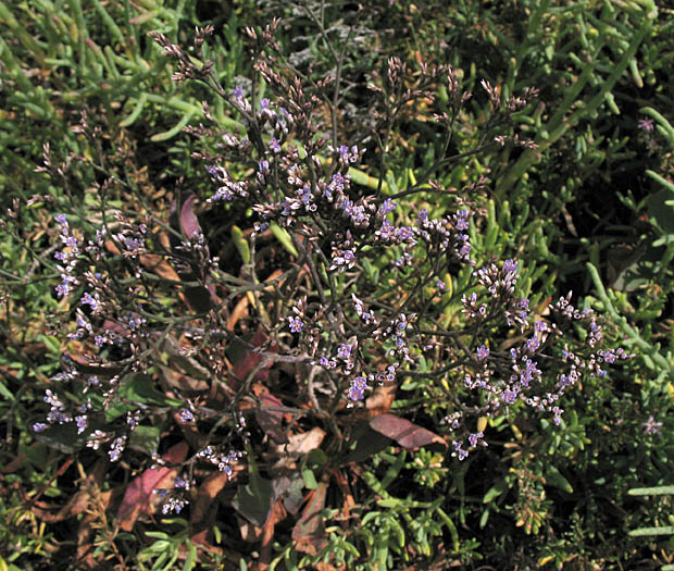 Detailed Picture 6 of Western Marsh-rosemary