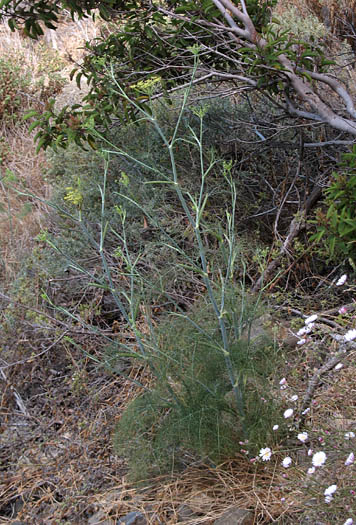 Detailed Picture 7 of Sweet Fennel