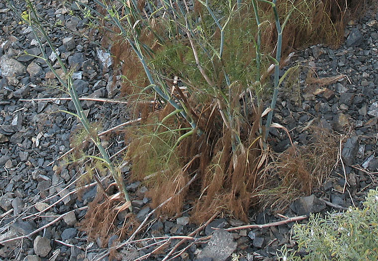 Detailed Picture 8 of Sweet Fennel