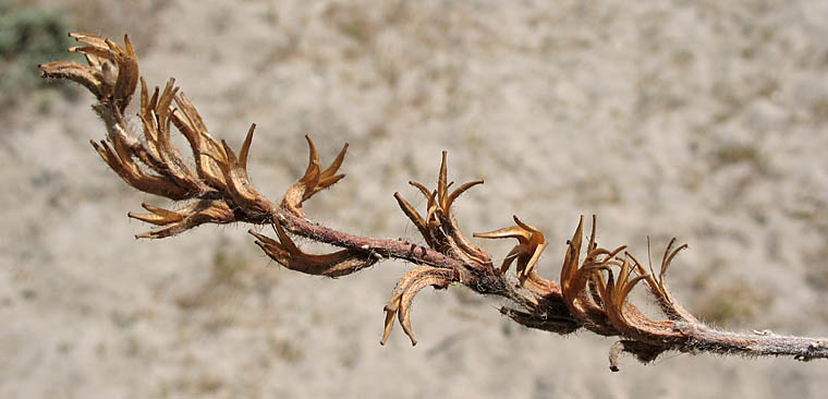 Detailed Picture 5 of Beach Evening Primrose